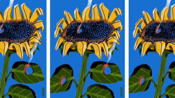 prints of three sunflowers with smoking gunshots